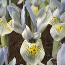 Iris Katharine Hodgkin 10 Stück