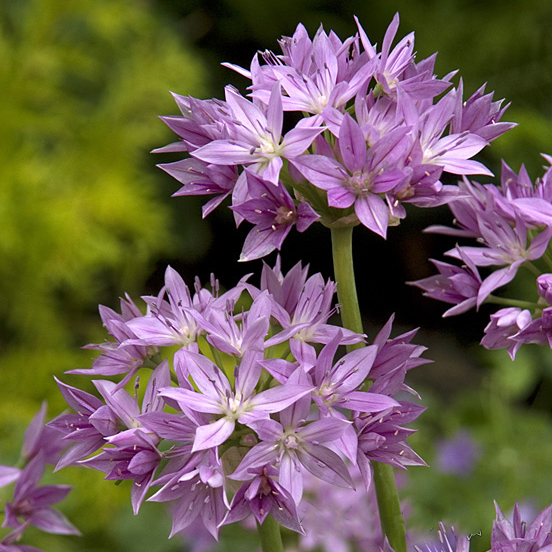 Allium Eros pack of 10