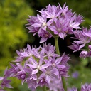 Allium Eros 10 Stück