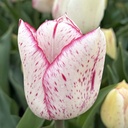 Pink Frost