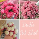 Mix Double Pink Short (30 tulpenzwiebeln)