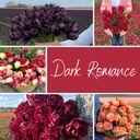 Mix Dark Romance (50 tulpenzwiebeln)