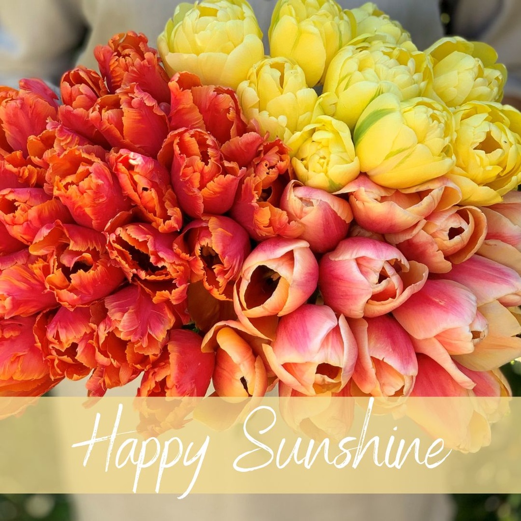 Mix Happy Sunshine (30 tulpenzwiebeln)