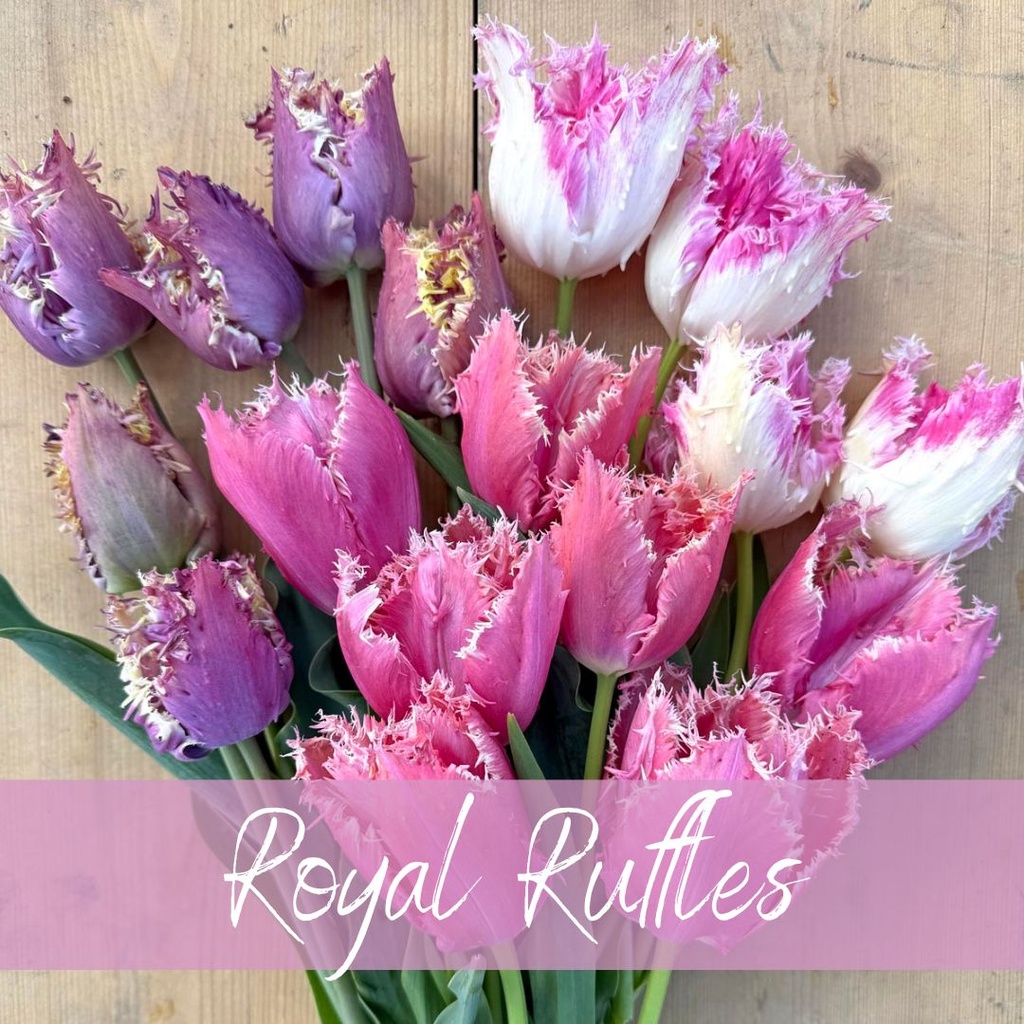 Mix Royal Ruffles (30 tulpenzwiebeln)