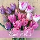 Mix Royal Ruffles (30 tulpenzwiebeln)