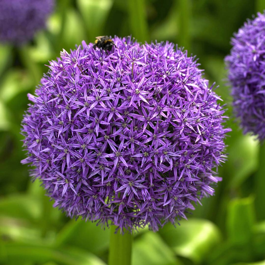Allium Globemaster 1 St.