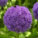Allium Globemaster 1 St.