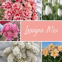 Mix Lasagna (50 blumenzwiebeln)