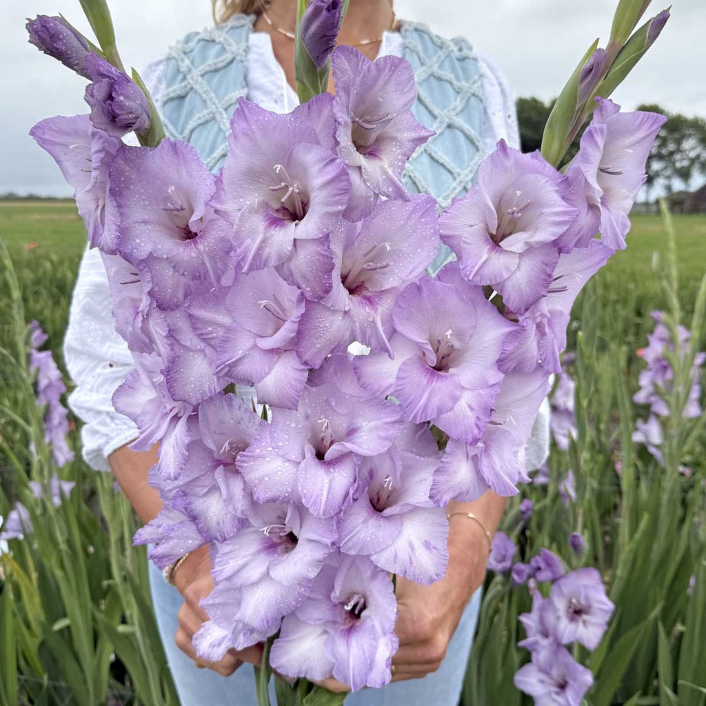 Gladiole Blue Tropic
