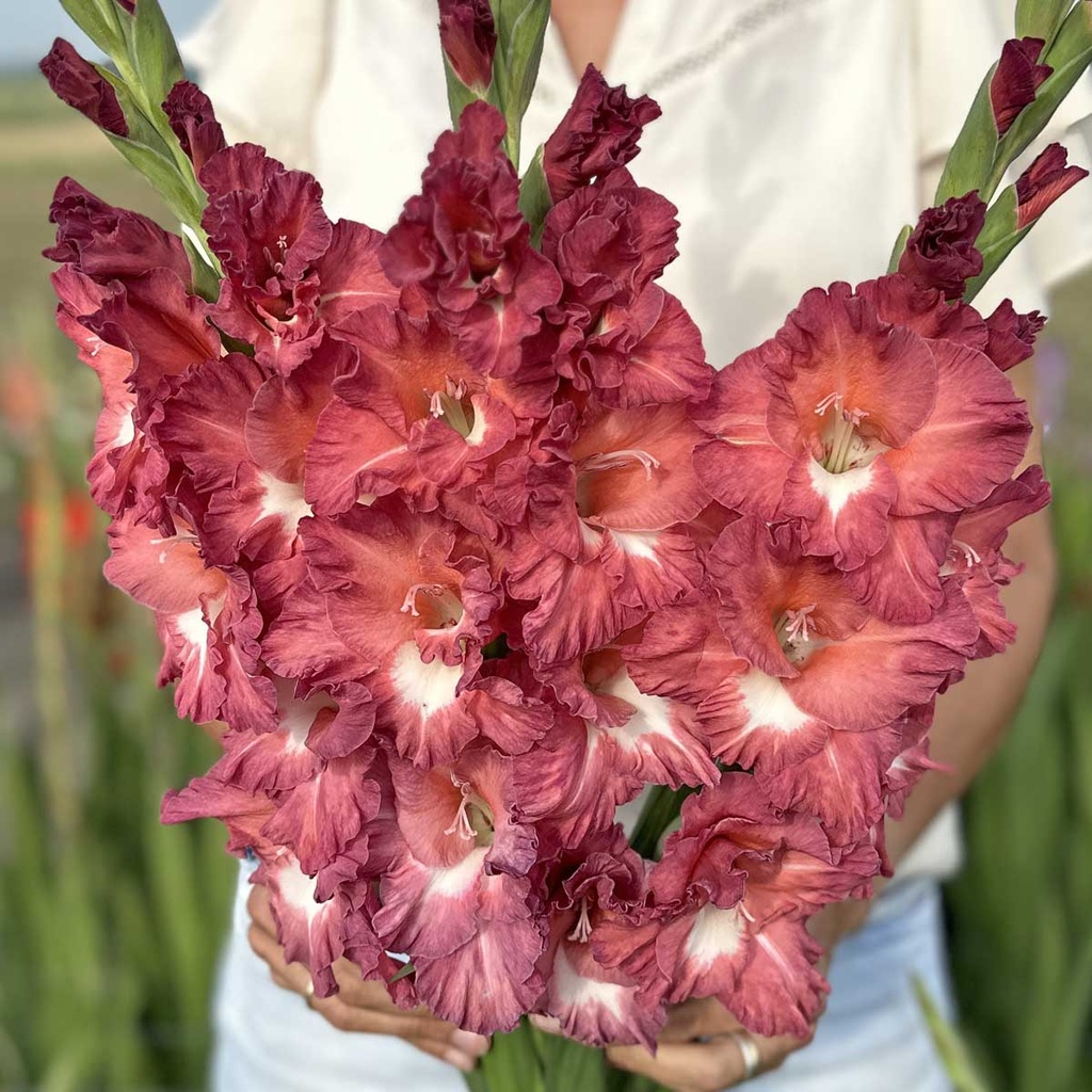 Gladiole Tiramisu