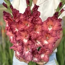 Gladiole Tiramisu