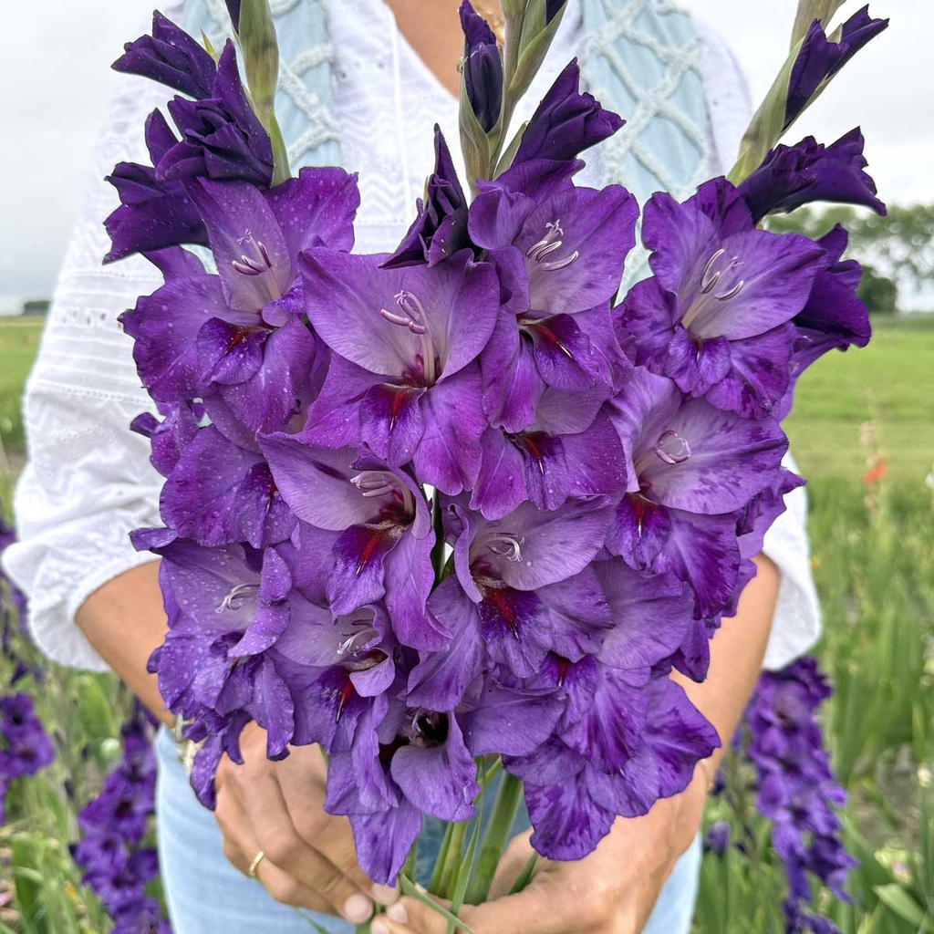 Gladiole Cookie