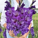 Gladiole Cookie