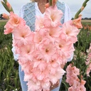 Gladiole Jarama