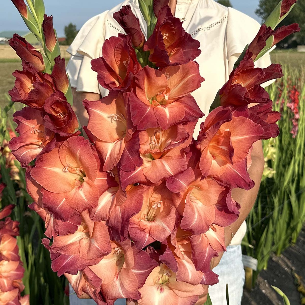 Gladiole Ocaso