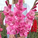 Gladiole Rosette
