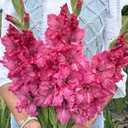 Gladiole Sweet Love