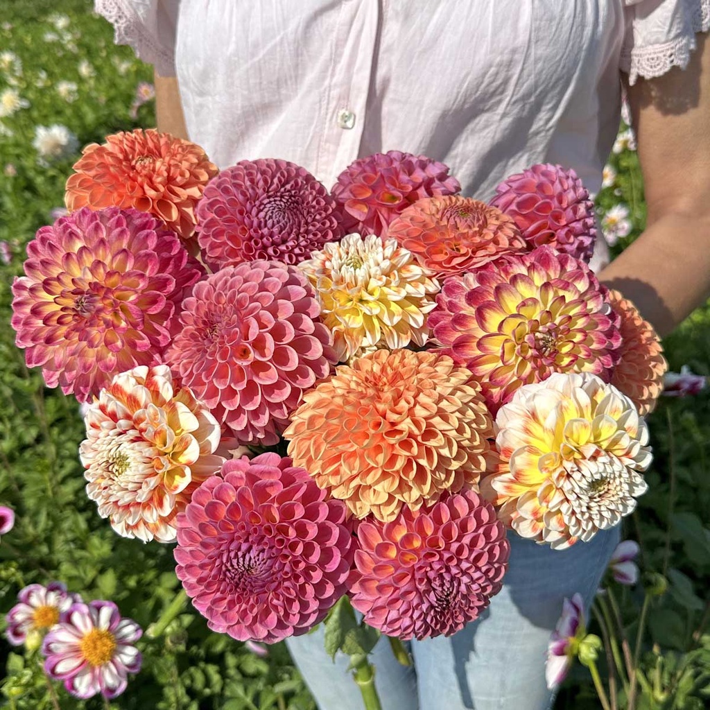 Mix Jowey Ball Collection