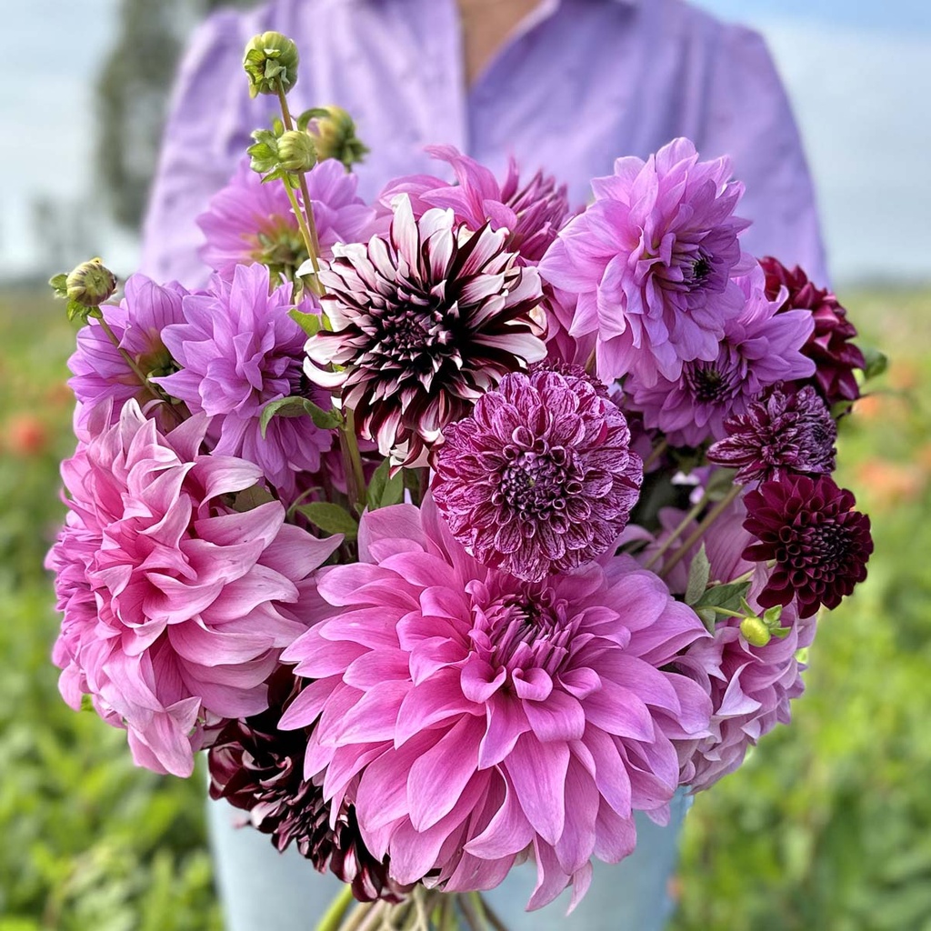 Mix Purple Passion (5 dahlia's)