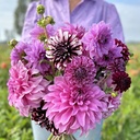 Mix Purple Passion (5 dahlia's)