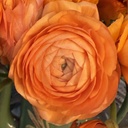 Ranunkeln Elegance Clementine®