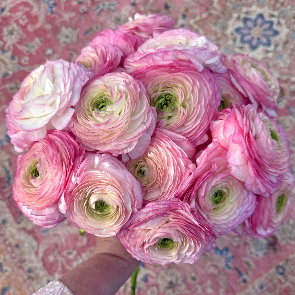 Ranunkel Cloni Success Felicidade®