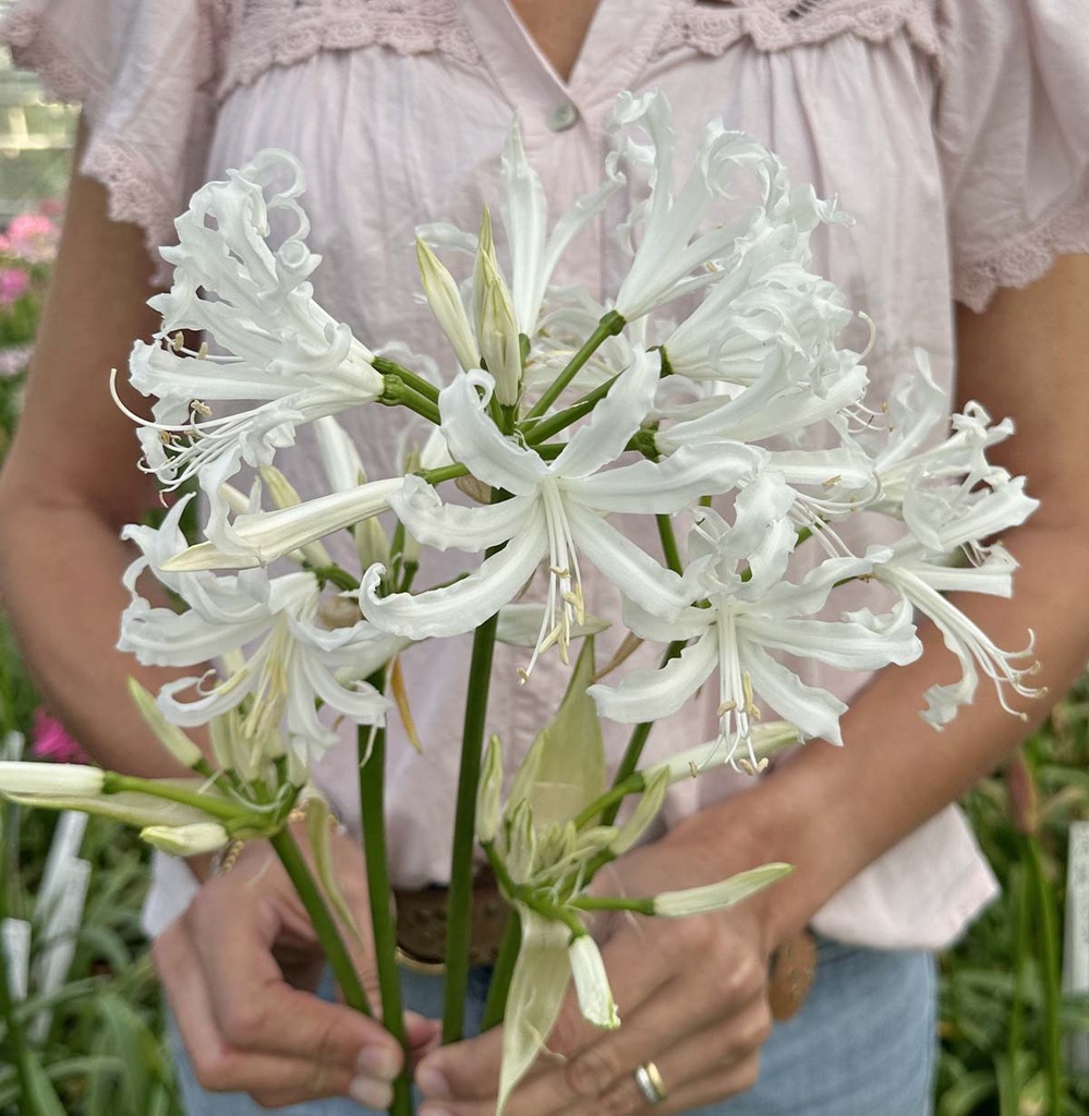 Nerine Like a Virgin