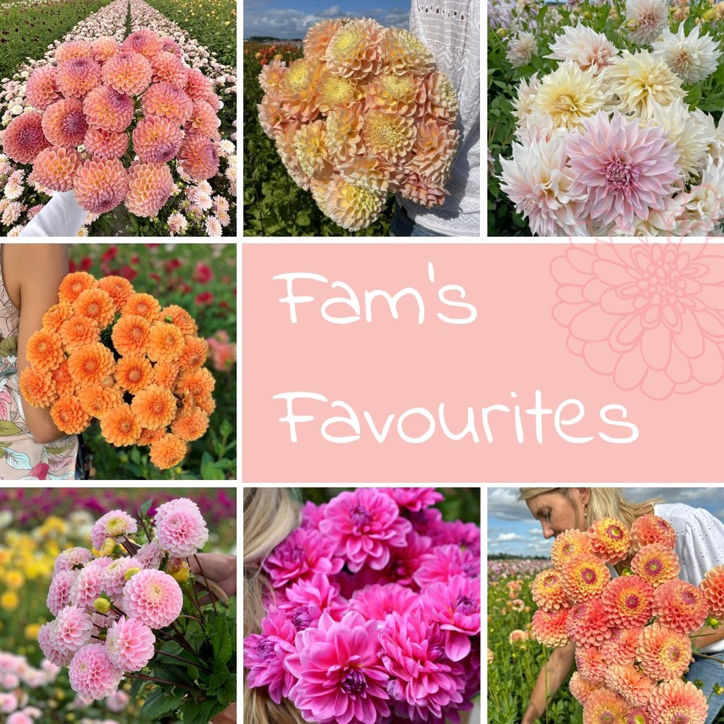 Mix FAM's favourites (7 dahlia's)
