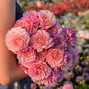 Pink Magic