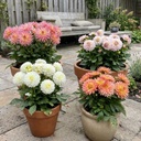 Perfect Pot Dahlia Mix (4 dahlias)