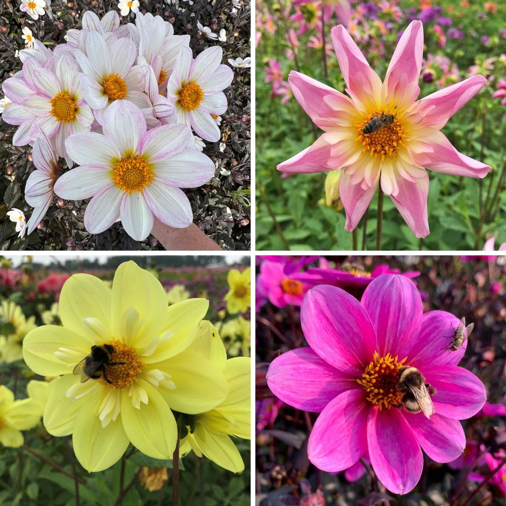Mix Vlinder & Bijen lokkers (5 dahlia's)