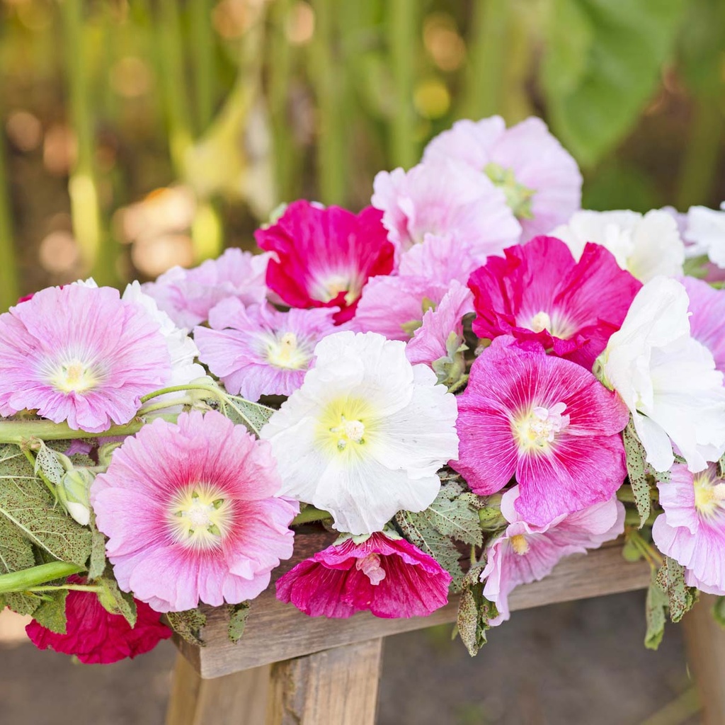 Alcea Indian Spring Mix (Stockrose)