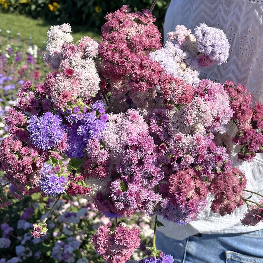 Ageratum Timeless Mix (Leberbalsam)