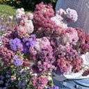 Ageratum Timeless Mix (Leberbalsam)