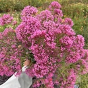 Centrantus Rubus Roseus