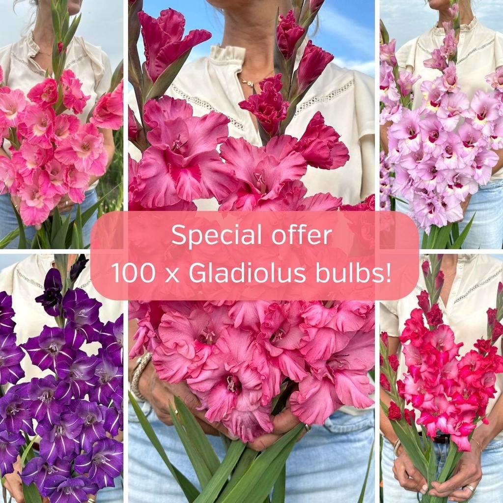 Special Gladiolus Mix