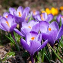 Crocus Aqua