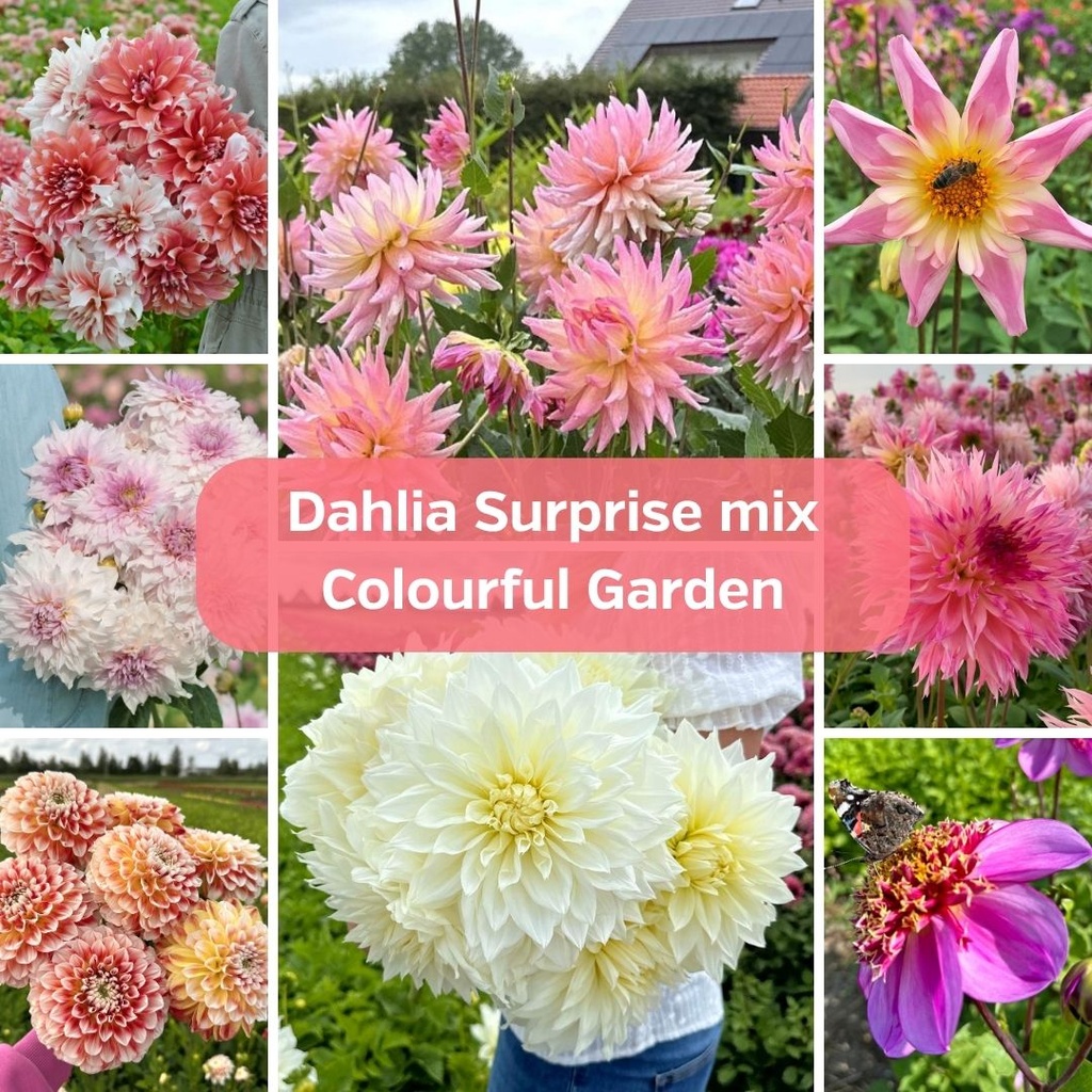 Dahlia Surprise Mix - Farbenfroher Garten (20 Dahlien)