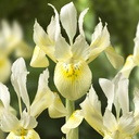 Iris Katharine Gold 10 st.