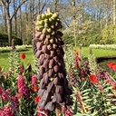 Fritillaria Persica - 3 st