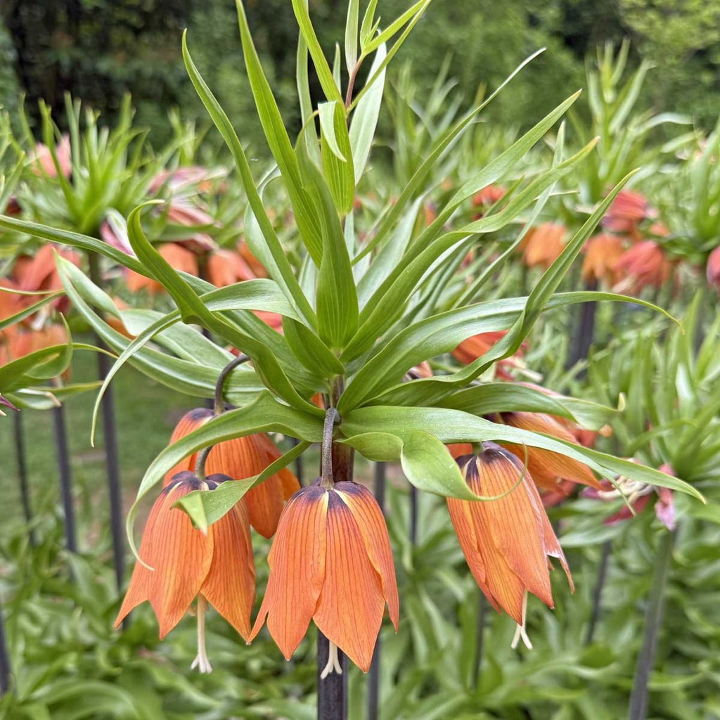 Fritillaria Aurora (3 st)