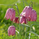 Fritillaria Meleagris (10 st)