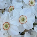 Acatea