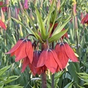 Fritillaria Rubra 3x