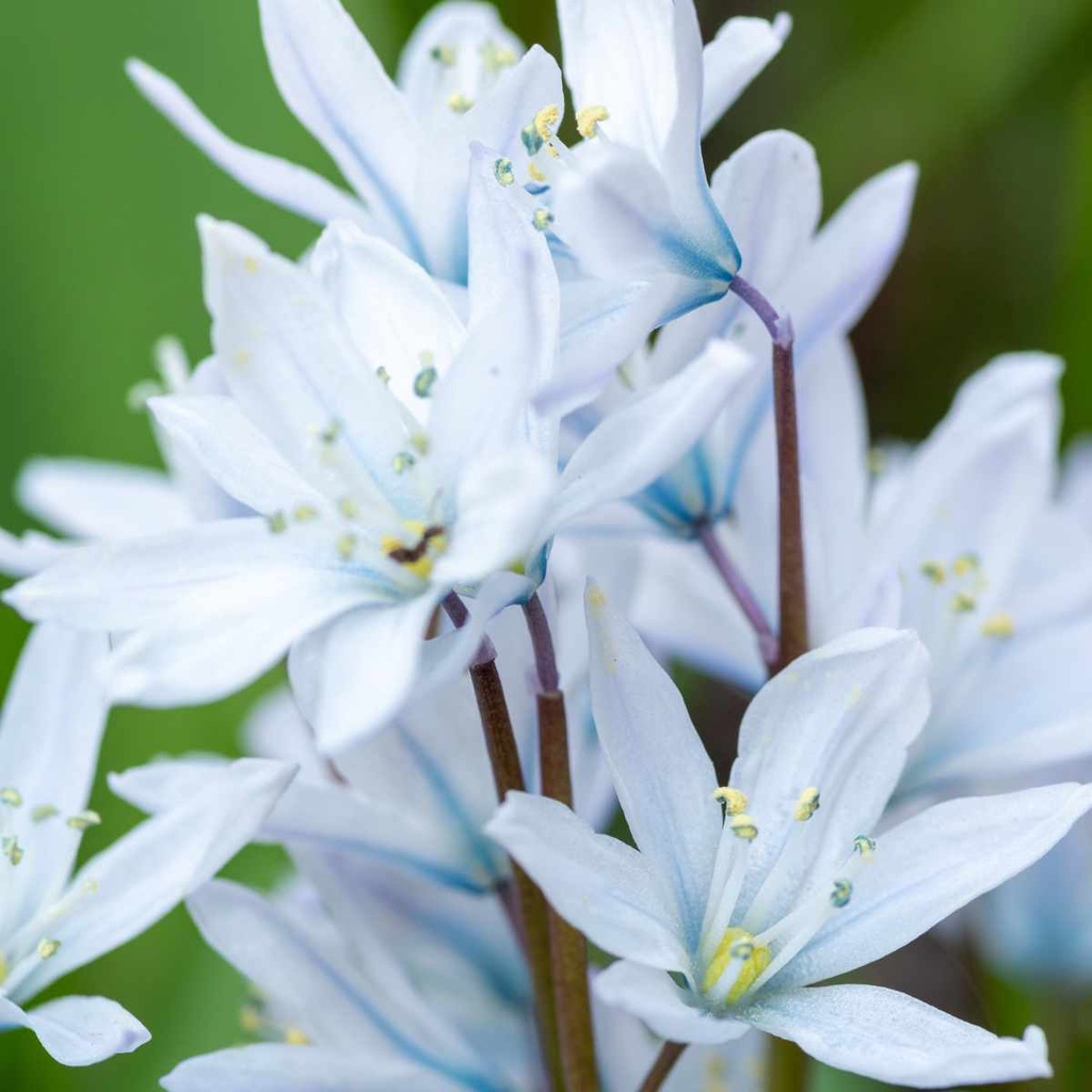 Camassia Blue Heaven 10x