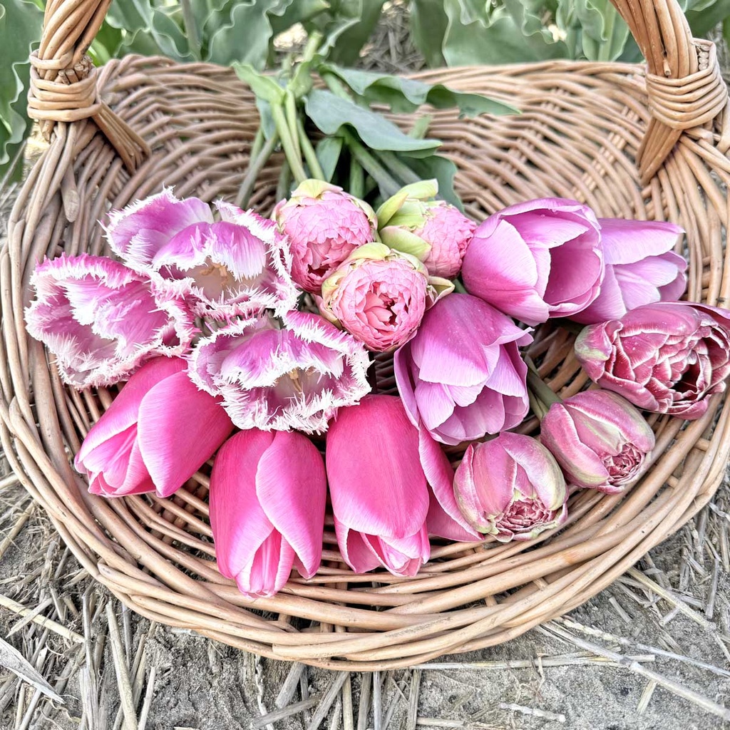 Mix Pretty in Pink (50 Stück)