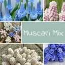 Mix Muscari