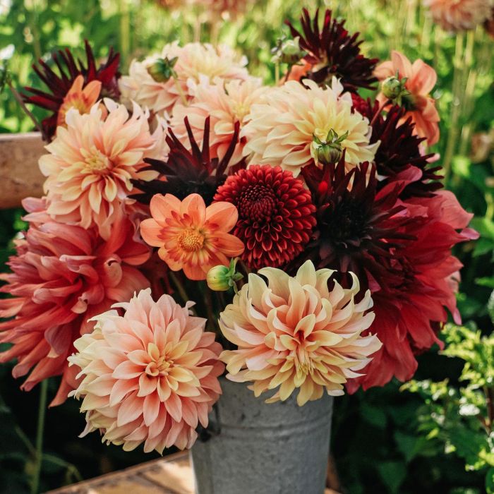 MixAutumn (5 dahlien)
