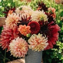 MixAutumn (5 dahlien)