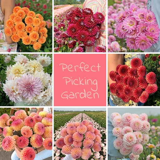 Mix Perfect Pflückgarten (8 dahlien)